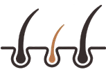 모근 일러스트